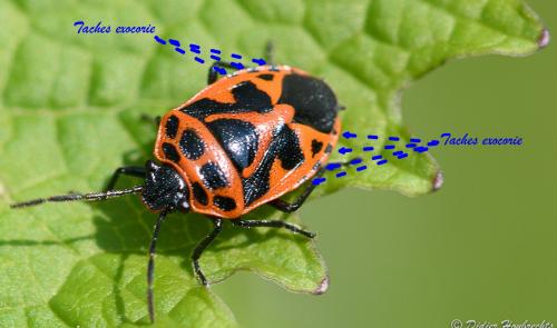 Eurydema dominulus